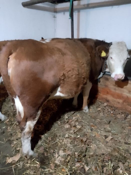 Vaci BR linie de carne