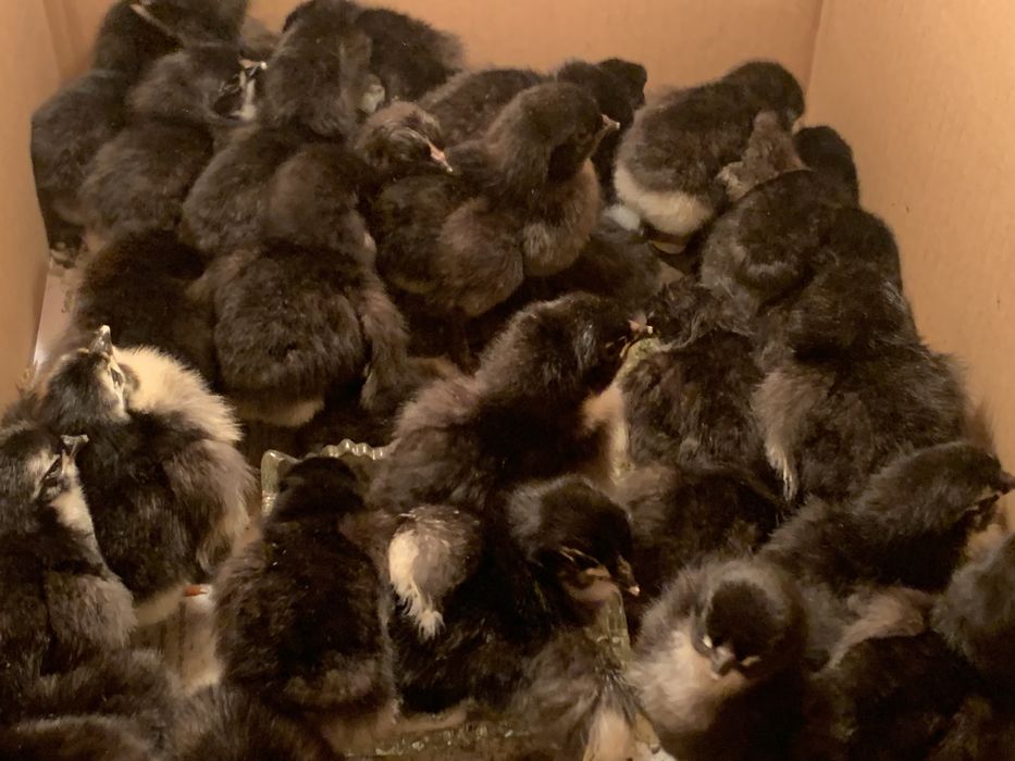 Vand oua Australorp