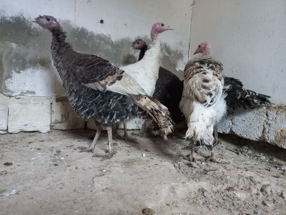 Индюктер сатылады