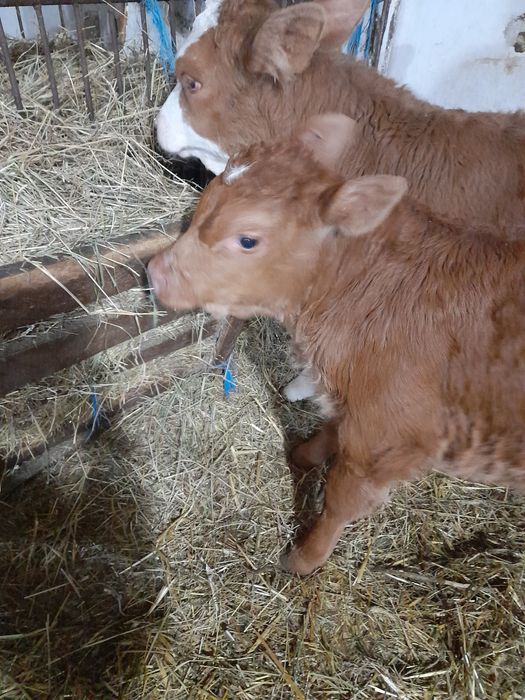 Tauras si vitea baltati semiintarcati