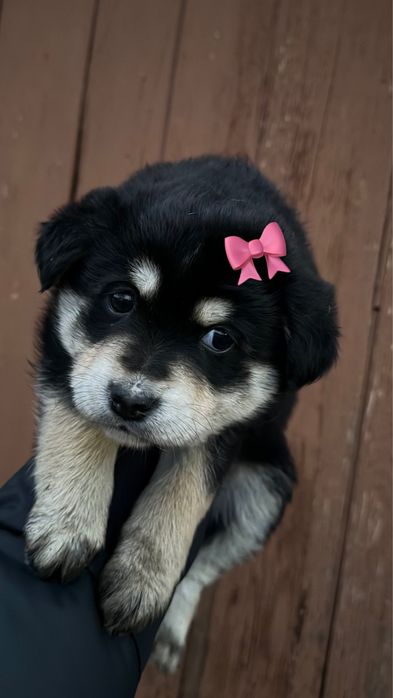 Отдам щенка девочку