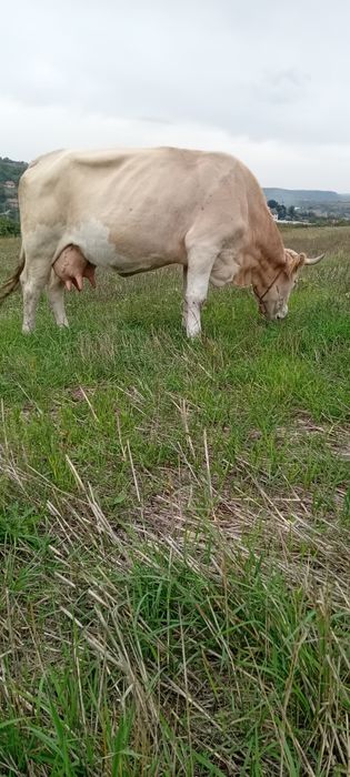 Vând vacă cu lapte