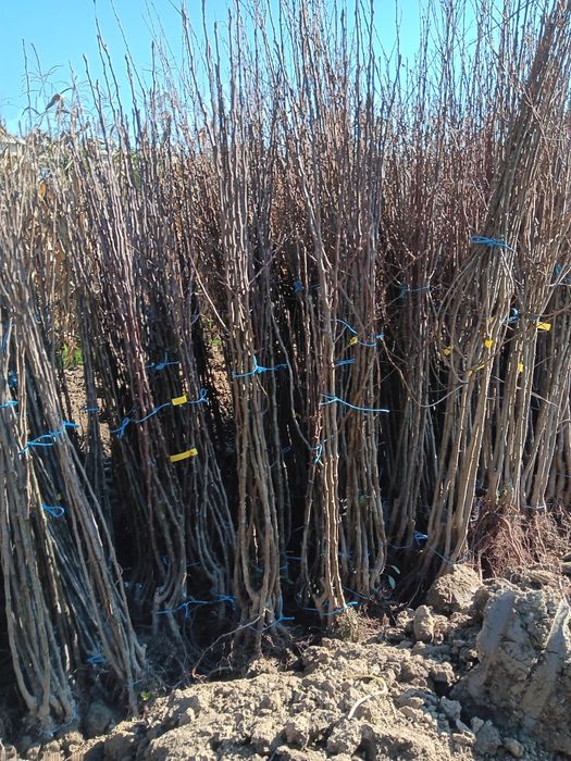 Pomi fructiferi de vânzare!