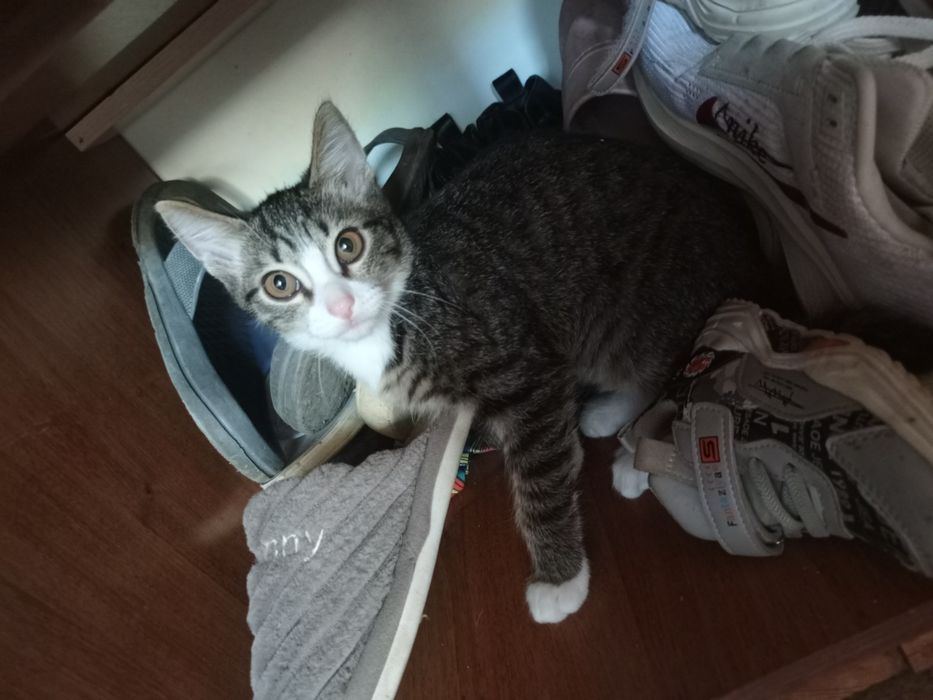 Отдам котёнка в хорошие руки.