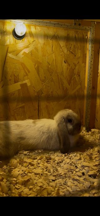 karlik baran + satin quyonla