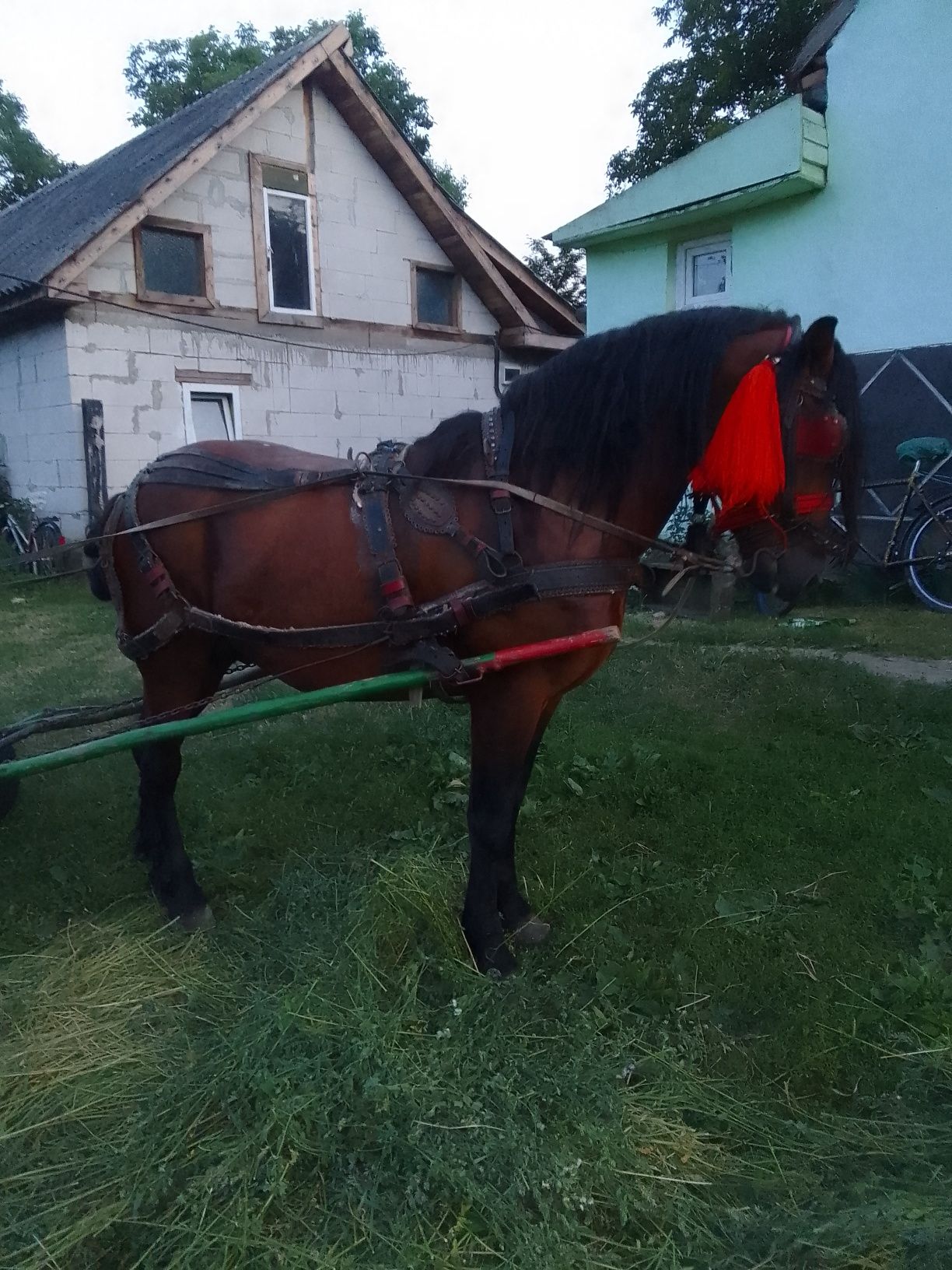 De vânzarea armăsar