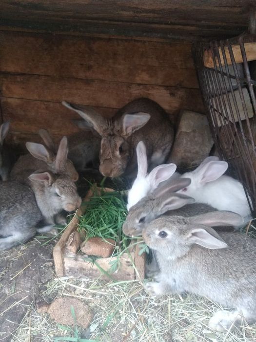 Продам пламенного самца шиншилла