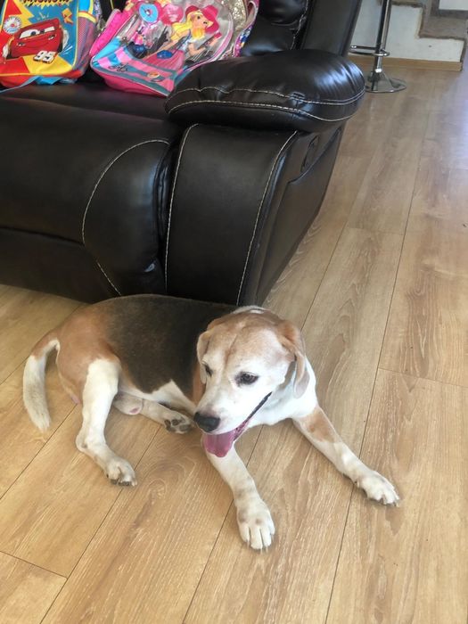 Cazare animăluțe de companie