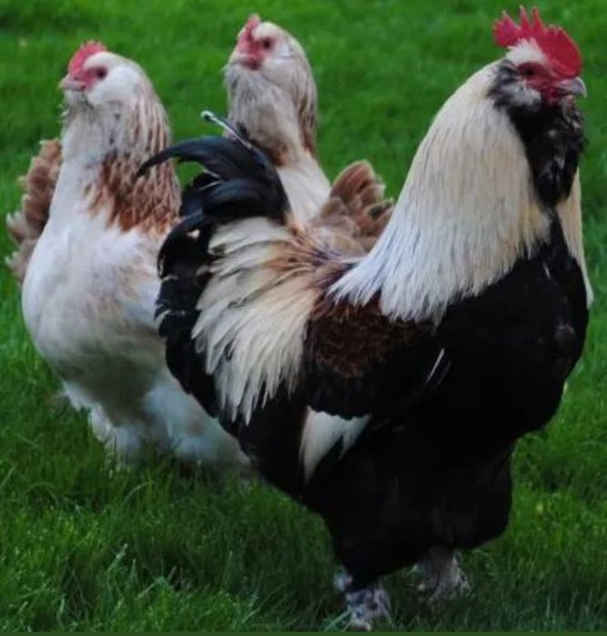 Инкубационное яйцо на заказ Петропавловск