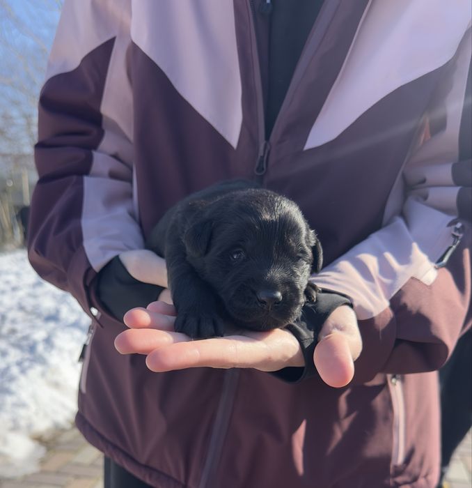 pui de adoptat (metis golden retriever
