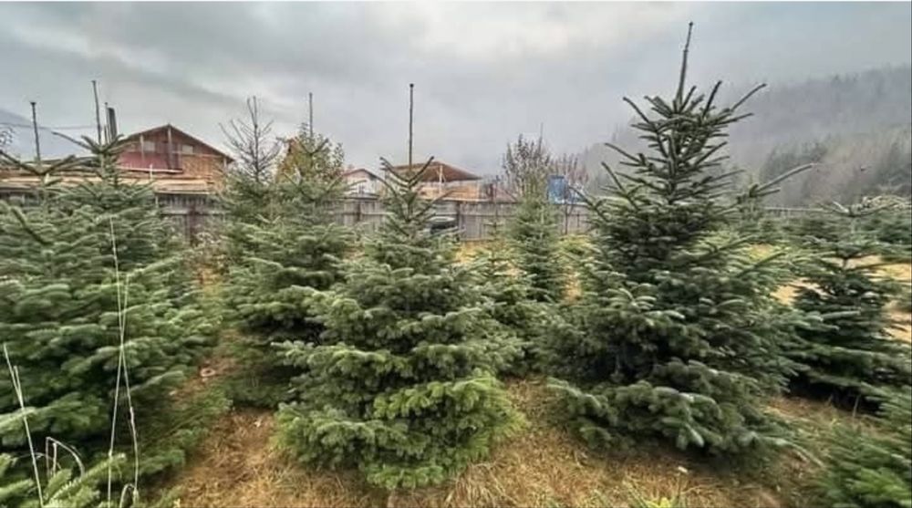 Brazi diferite dimensiuni  pentru Replantare/Ornament craciun