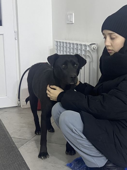 отдам в добрые руки собаку