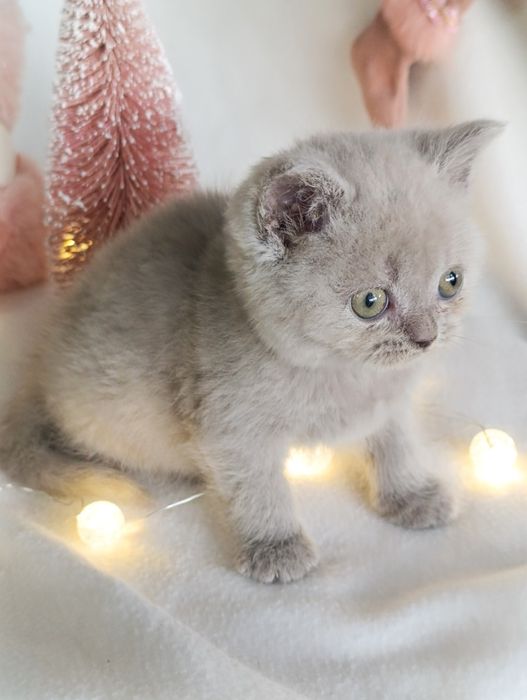Pui fetiță British Shorthair ORADEA