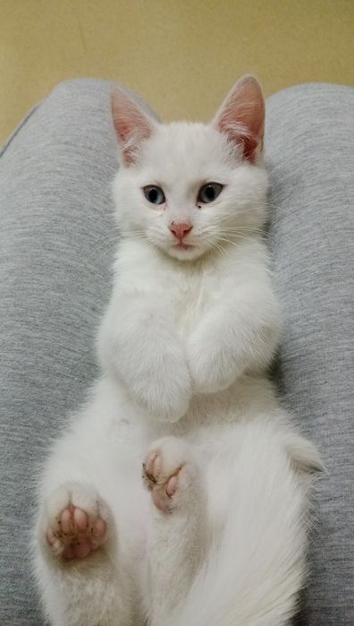 Отдам котенка в хорошие руки