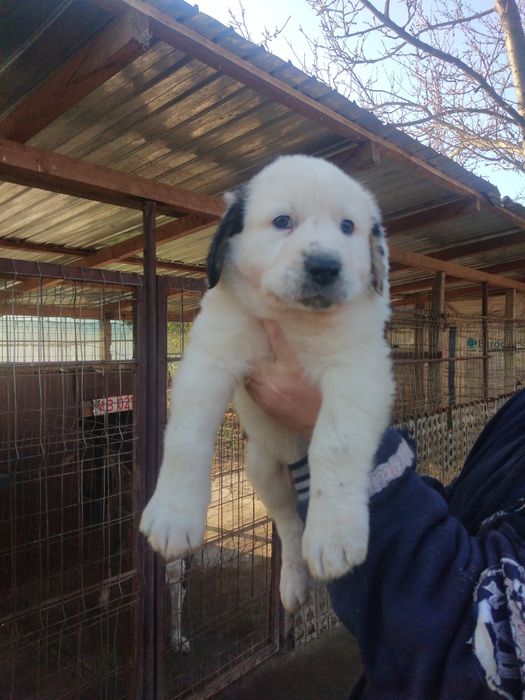 Mascul Ciobanesc de Asia Centrala.