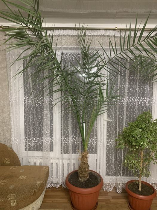 Финиковая пальма