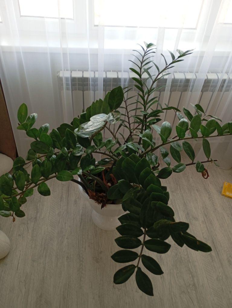 Продам земиокулькас