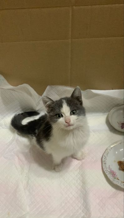 Кошечка в добрые руки.0