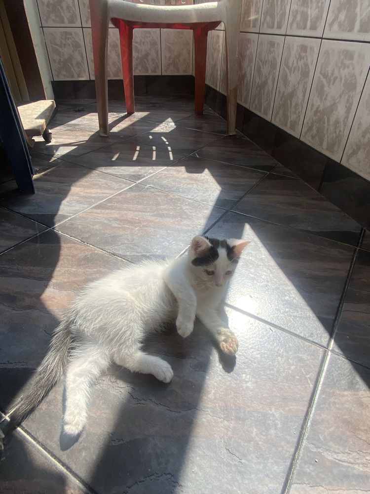 Страхотно котенце си търси дом и стопанин