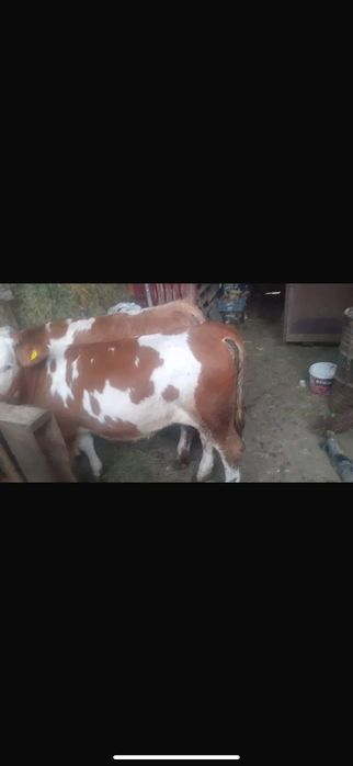 Vând viței baltati