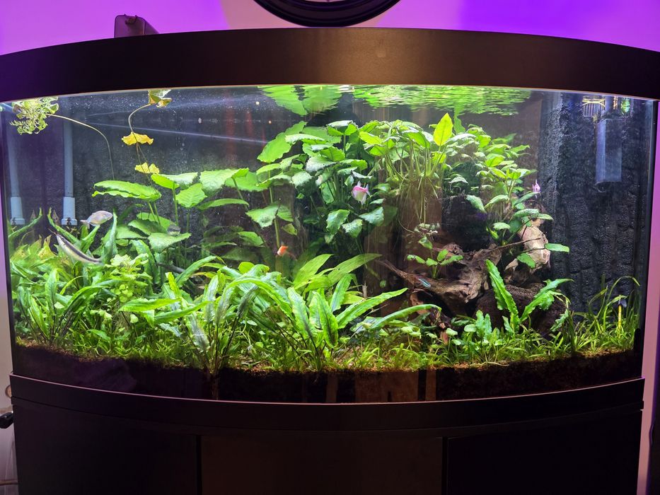 Acvariu Juwel Vision 260L, filtru intern + extern, CO2, nutrienti