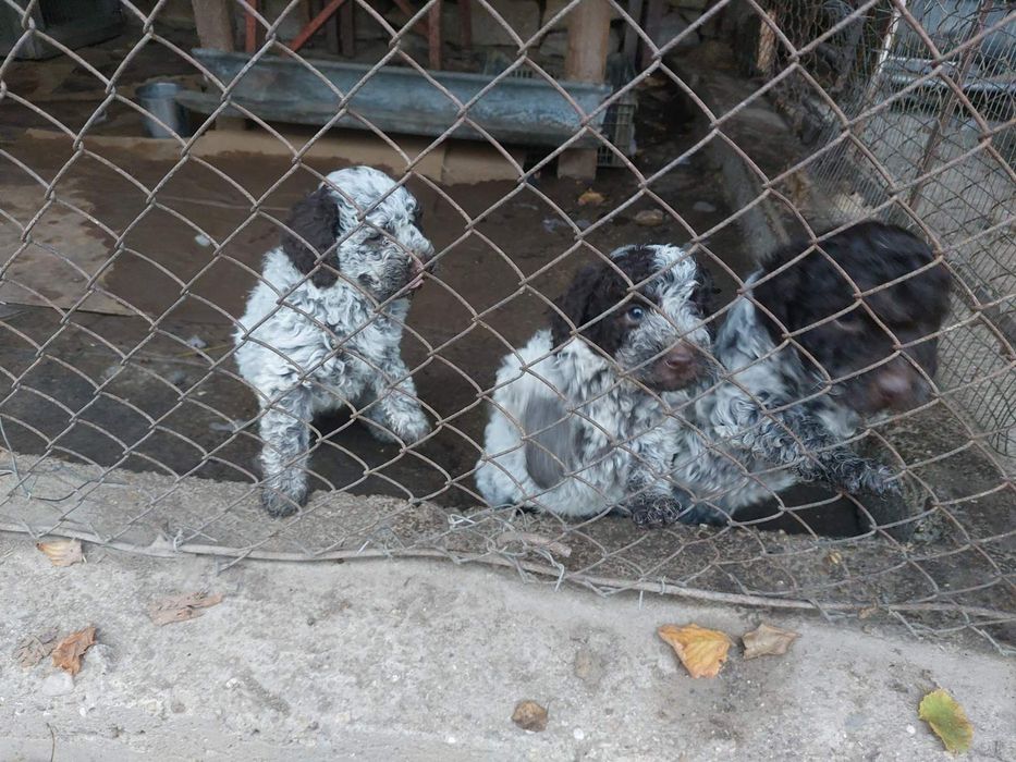 Мъжки Кученца Лагото