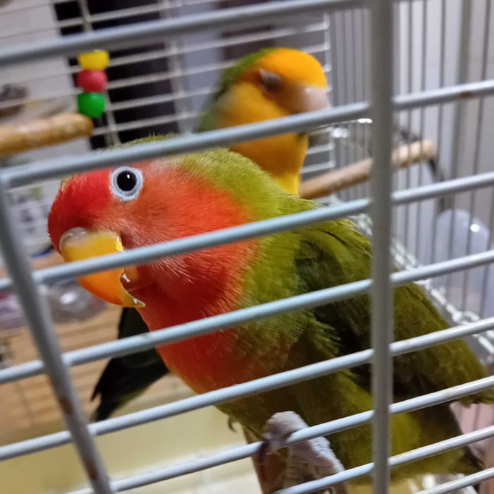 Papagali agapornis cu colivie