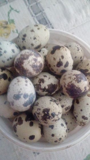 домашние перепелинные яйца 400 тенге полезные свежие вкусные