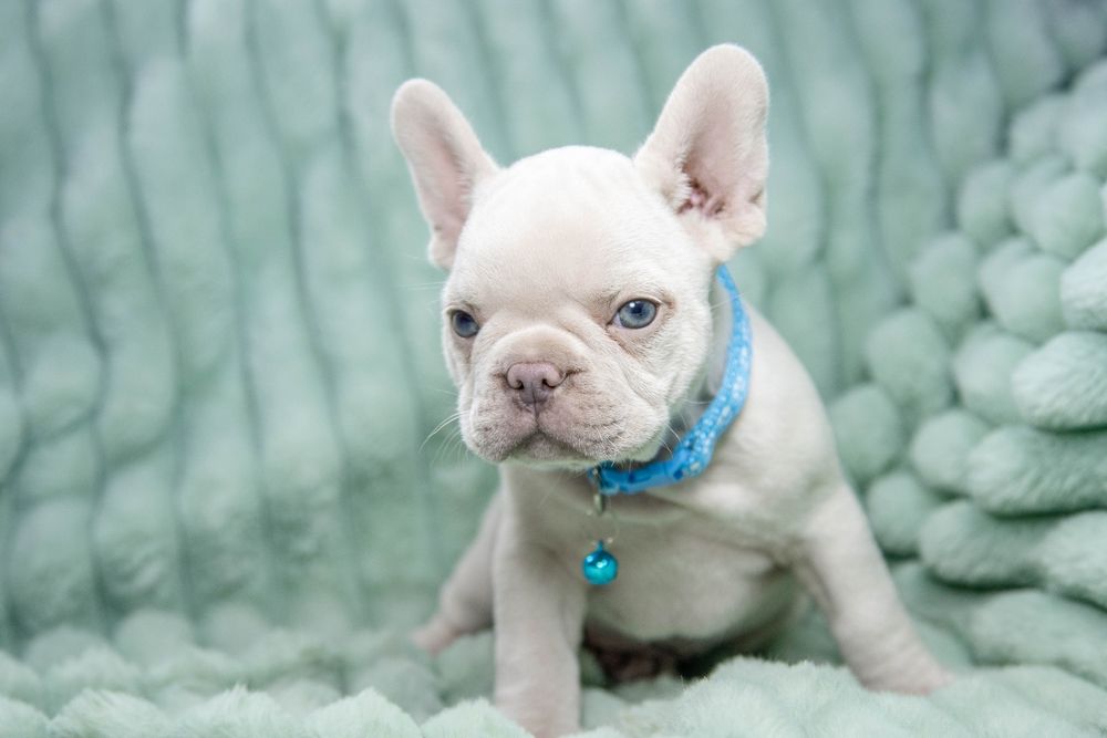 bulldog francez platinum