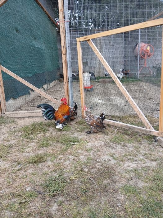Vând cocoșei mii de flori