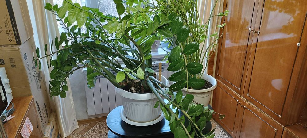 Продам комнатное растение Замиокулькас и Педилантус.