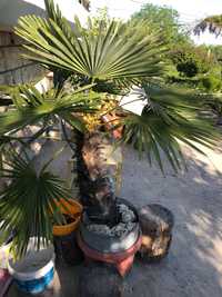 Палма студоустойчива Трахикарпус Trachycarpus fortunei студоустойчиви