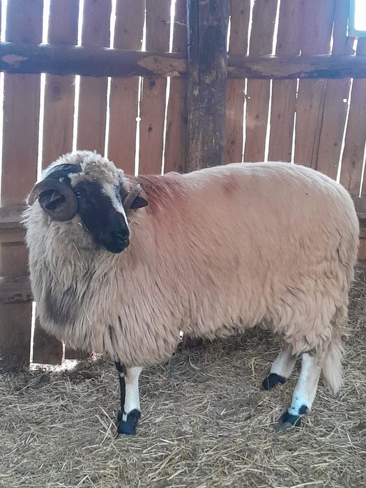 Vând 30 de oi miori și stramiori