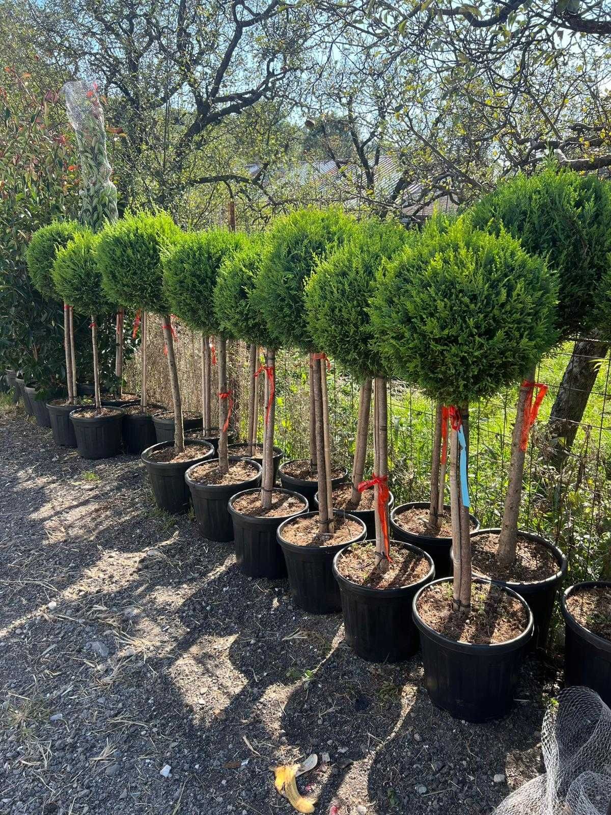 Amenajează-ți grădina cu plante ornamentale superbe