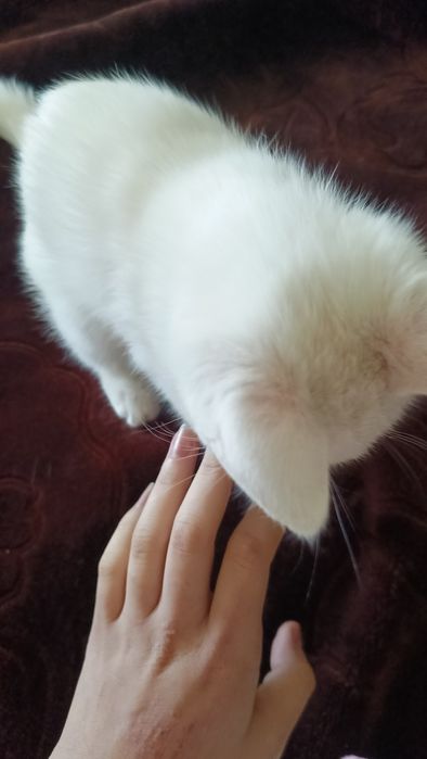 Mushukcha 17-dekabrda 2oylik boʻladi,ozoda,hojatxonaga oʻrgatilgan.