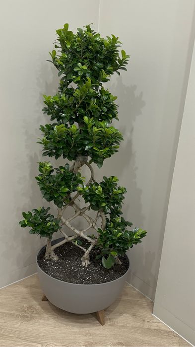 Дерево Бонсай 145 см