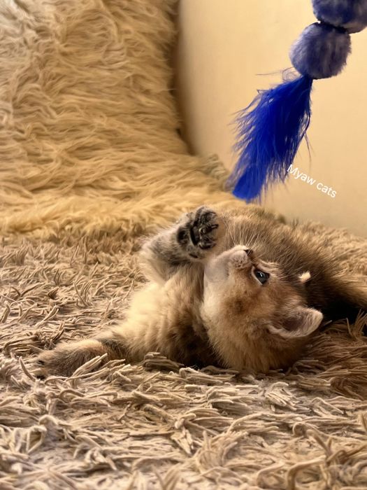Продаётся Шотландских котята