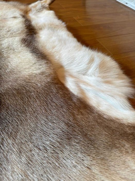 Blana naturala de ren , cumparata din Finlanda