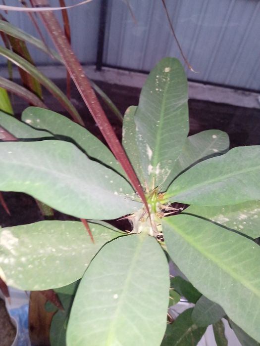 Молочай миля продам  растение