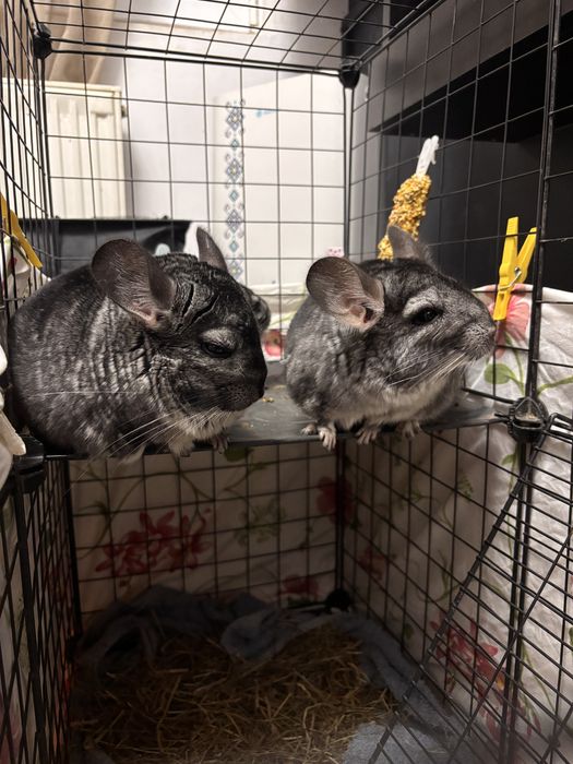 Chinchilla pui si adult