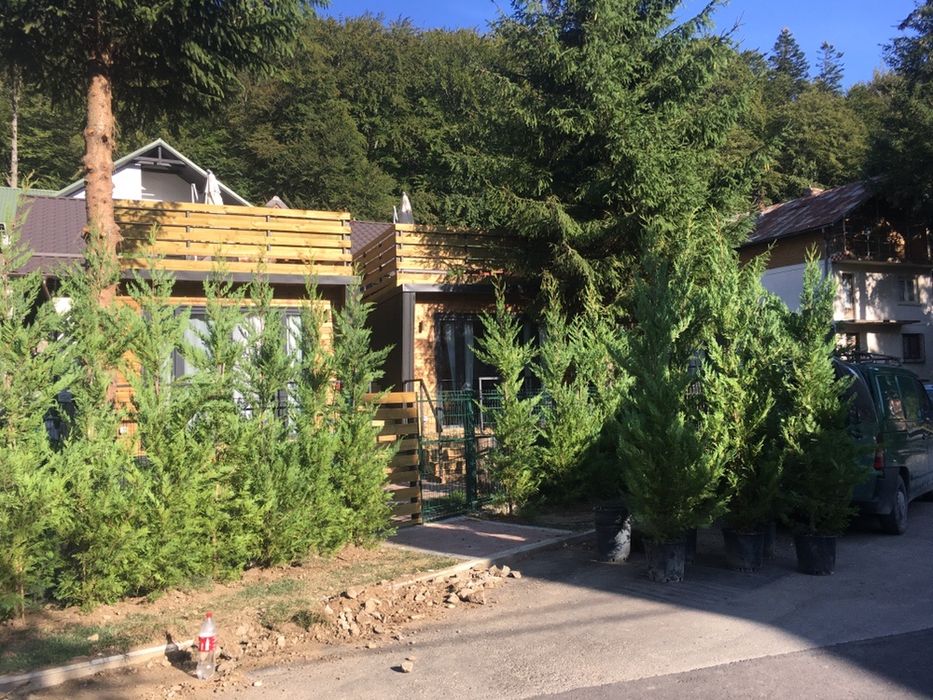 Tuia smaragd / Leylandi