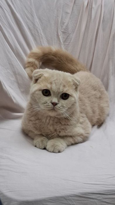 Продаётся Скотиш Фолд +лоток+расческа