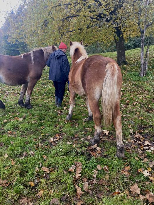 Mânză blondă de 1 an – blândă, prietenoasă și ușor de îndrăgit