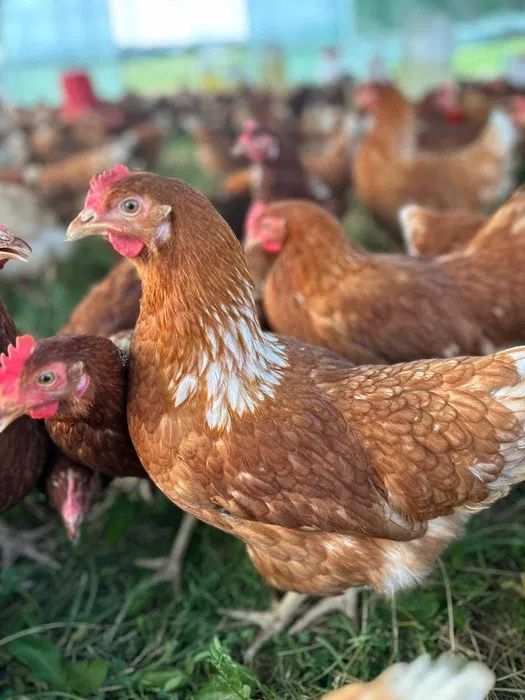 Vand gaini outoare si de carne