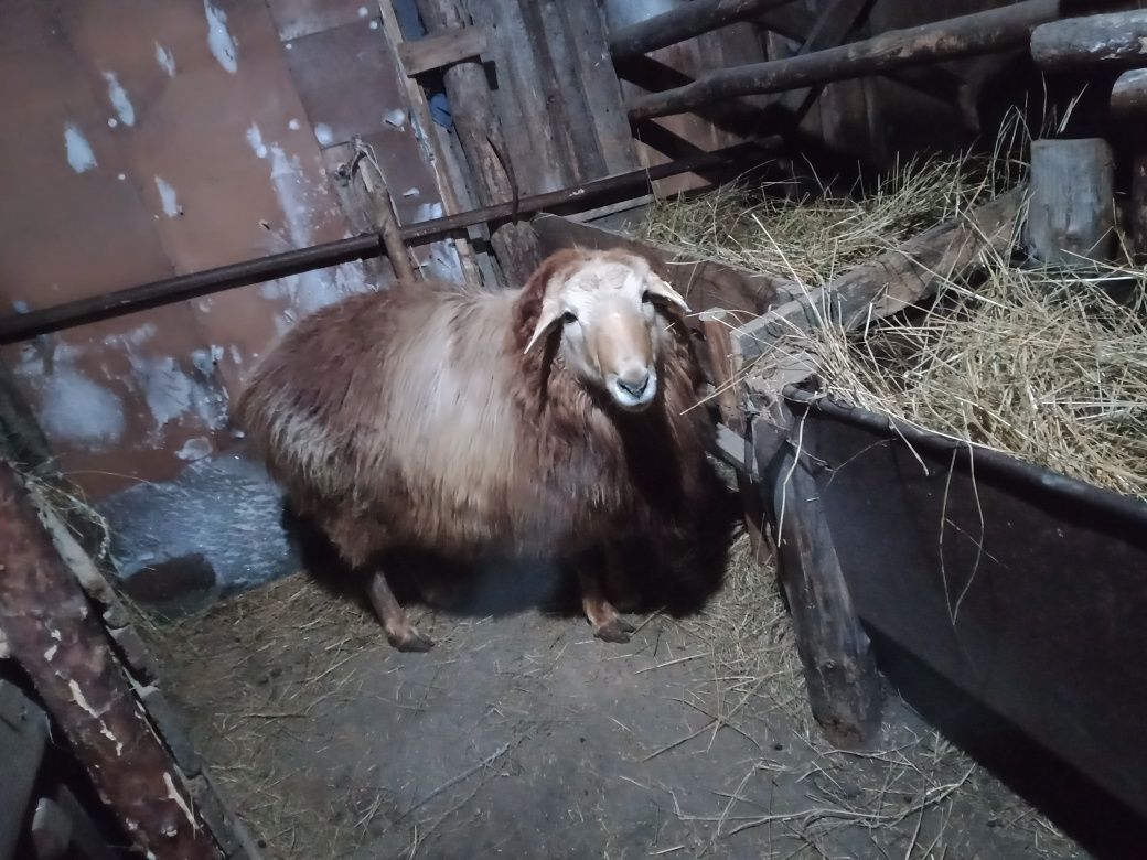 Продам крупного кошкара