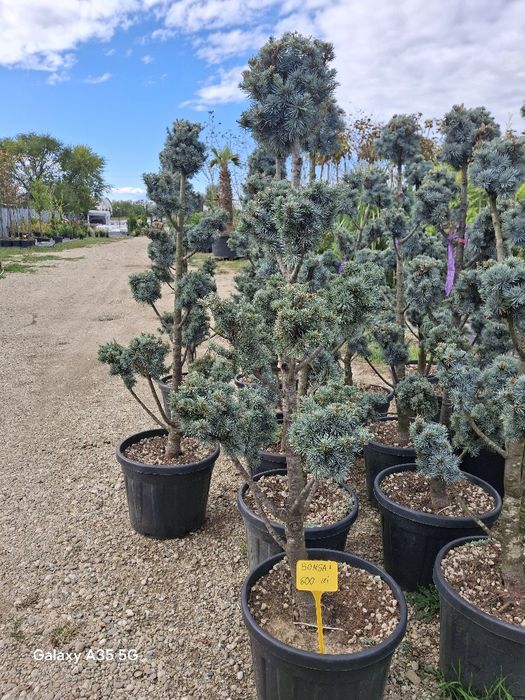 Vând tuia leylandii și plante ornamentale la oferta