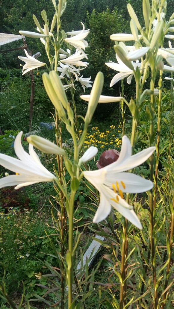 Цветок лилия белая