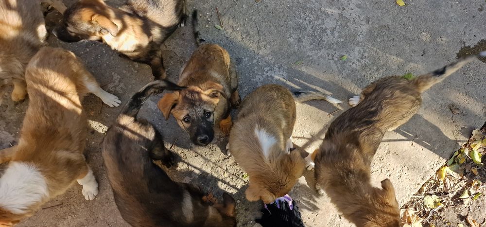 Donez catei, varsta approximativ 4 5 luni