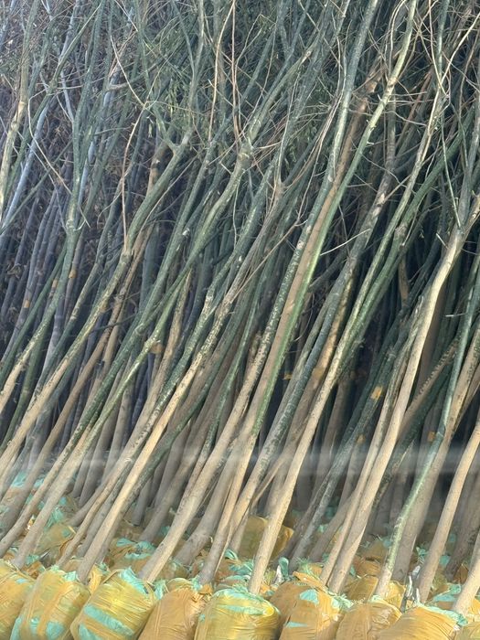 Dekorativni daraxtlar