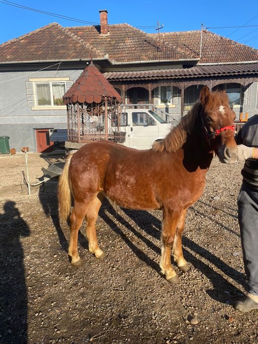 Vând mânz de 9 luni